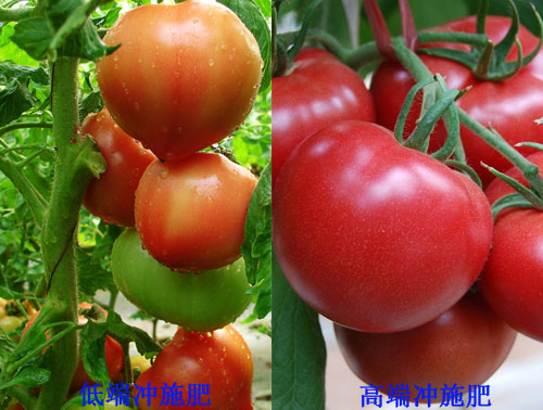 沖施肥高低價(jià)位效果對(duì)比 沖施肥高低價(jià)位效果對(duì)比