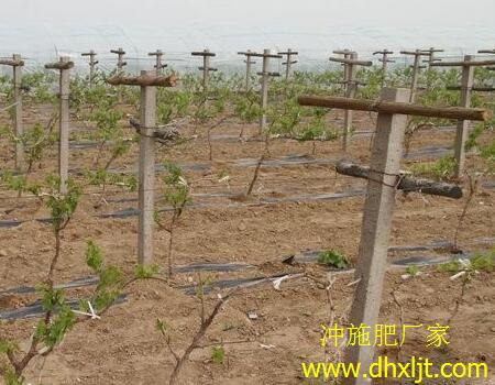葡萄沖施肥施用時間 葡萄沖施肥施用時間