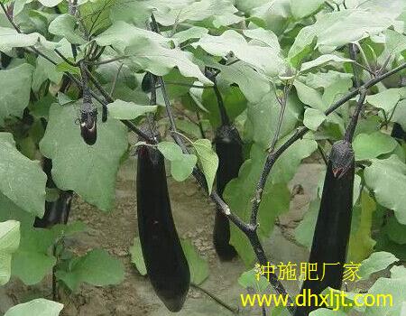 茄子沖施肥選擇 茄子沖施肥選擇