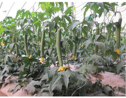 絲瓜怎么施肥 絲瓜怎么施肥