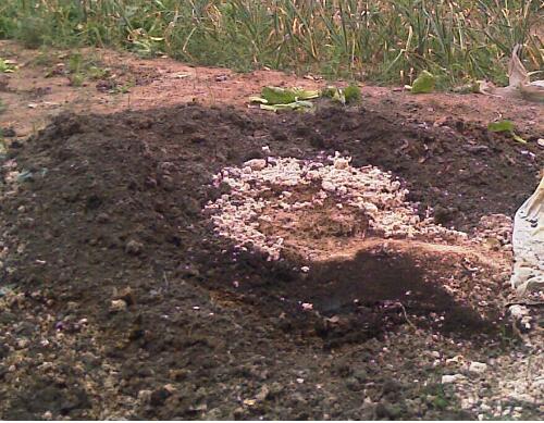 絲瓜施肥技術(shù) 絲瓜施肥技術(shù)