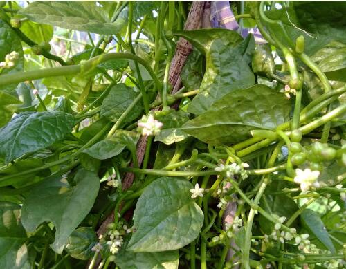 豆角沖施肥用法 豆角沖施肥用法