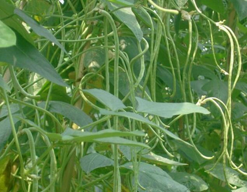 豆角沖施肥用法 豆角沖施肥用法