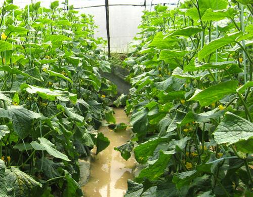 大棚蔬菜不宜常用沖施肥 大棚蔬菜不宜常用沖施肥