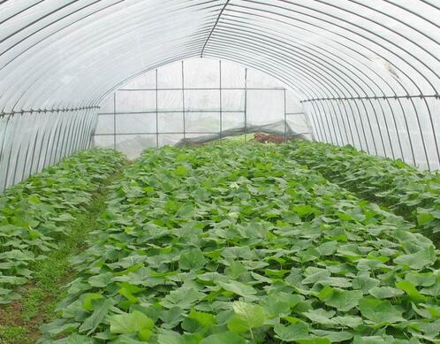 大棚蔬菜不宜常用沖施肥 大棚蔬菜不宜常用沖施肥