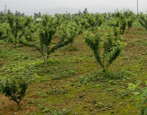 果樹(shù)沖施肥中毒類(lèi)型 果樹(shù)沖施肥中毒類(lèi)型