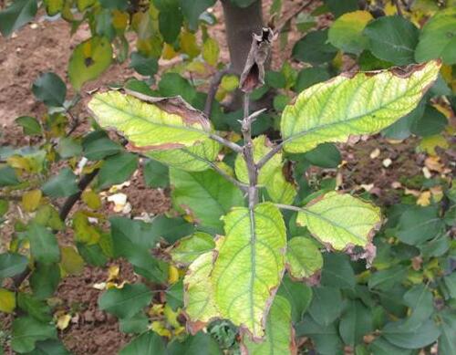 果樹(shù)沖施肥中毒類(lèi)型 果樹(shù)沖施肥中毒類(lèi)型