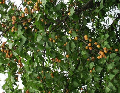 果樹(shù)沖施肥中毒類(lèi)型 果樹(shù)沖施肥中毒類(lèi)型