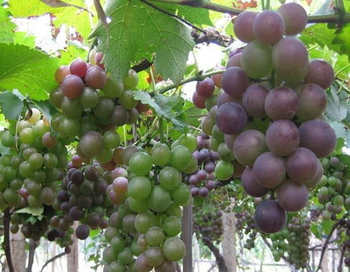 葡萄用什么配方的沖施肥 葡萄用什么配方的沖施肥