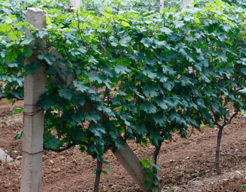 葡萄用什么配方的沖施肥 葡萄用什么配方的沖施肥