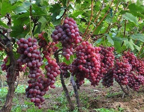 葡萄沖施肥使用方法 葡萄沖施肥使用方法