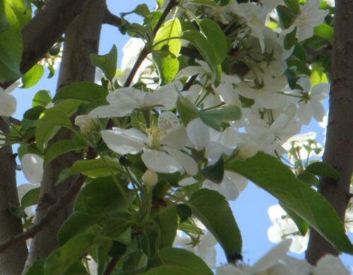 果樹施肥時(shí)間之花前施肥 果樹施肥時(shí)間之花前施肥