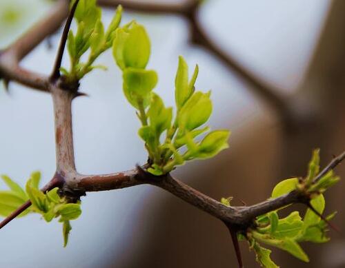 果樹施肥時(shí)間之萌芽前施肥 果樹施肥時(shí)間之萌芽前施肥