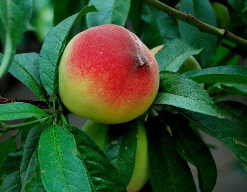 果樹施肥時(shí)間之花后施肥 果樹施肥時(shí)間之花后施肥