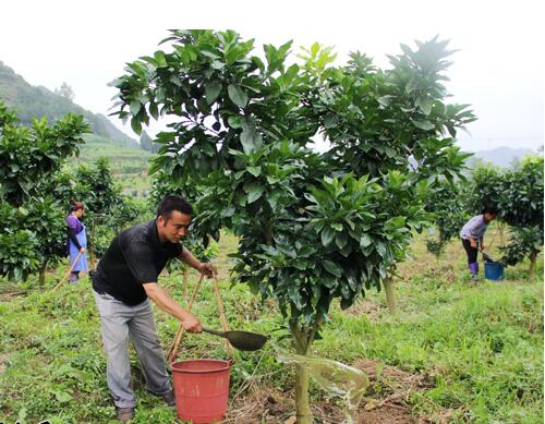 一般沖施肥稀釋倍數(shù) 一般沖施肥稀釋倍數(shù)