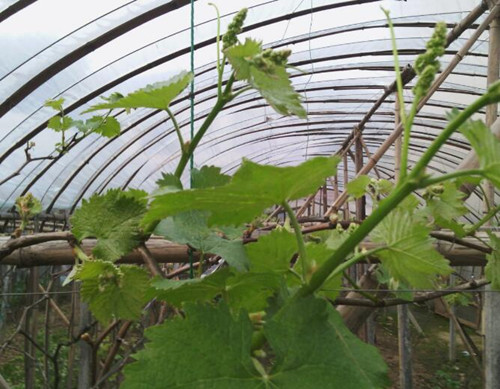 葡萄發(fā)芽期施肥 葡萄發(fā)芽期施肥