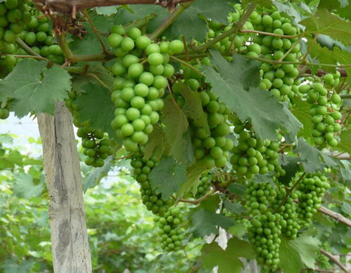 葡萄膨大期施肥 葡萄膨大期施肥