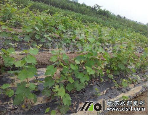 葡萄越冬期施肥 葡萄越冬期施肥