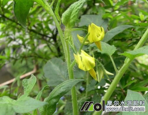 西紅柿花前期追肥 西紅柿花前期追肥