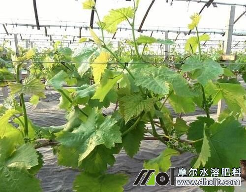 葡萄發(fā)芽期追肥 葡萄發(fā)芽期追肥