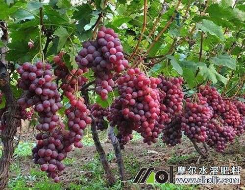 葡萄需肥特點(diǎn) 葡萄需肥特點(diǎn)