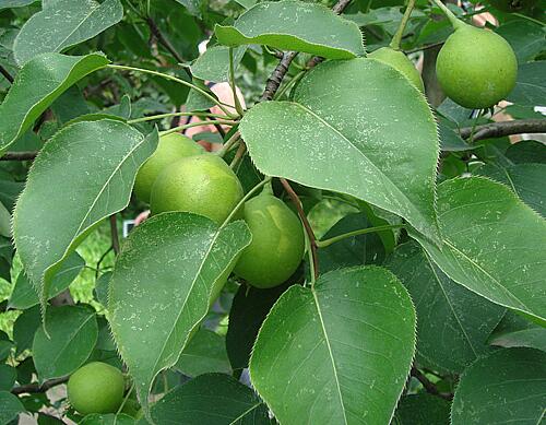 梨樹施肥技術 梨樹施肥技術