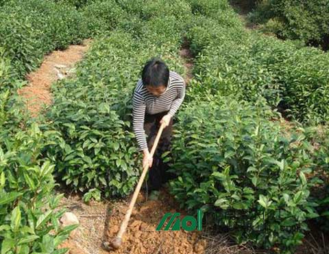 茶葉葉面肥 茶葉葉面肥