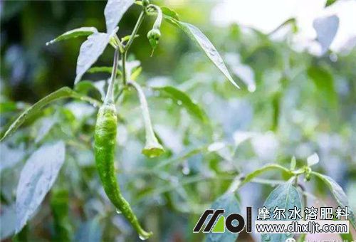 水沖肥結(jié)果期使用 水沖肥結(jié)果期使用