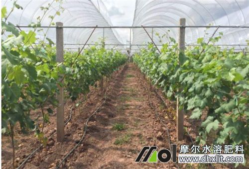 水沖肥優(yōu)點 水沖肥優(yōu)點