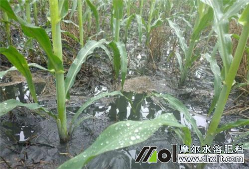 小雨天氣撒沖施肥 小雨天氣撒沖施肥