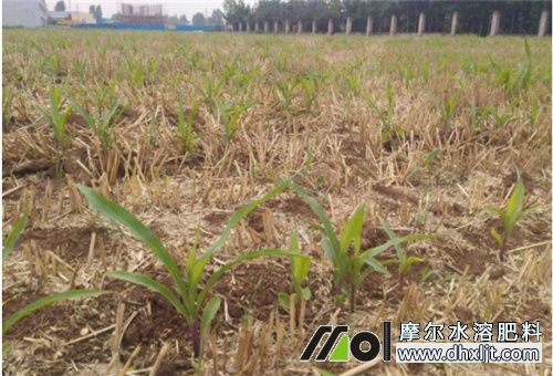 小雨天氣撒沖施肥 小雨天氣撒沖施肥