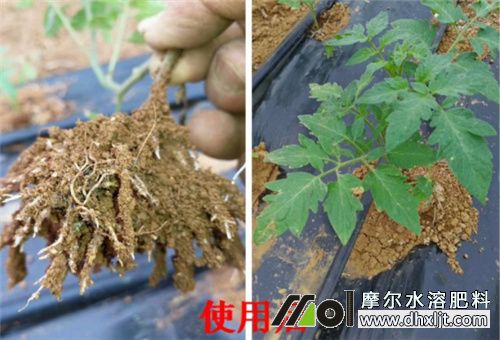 生根壯苗桶肥選擇 生根壯苗桶肥選擇