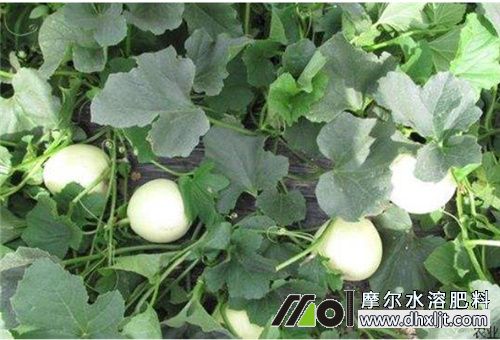 香瓜沖肥選擇 香瓜沖肥選擇