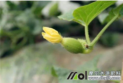 香瓜中后期追肥 香瓜中后期追肥