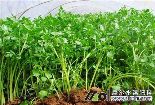 芹菜施肥時間 芹菜施肥時間