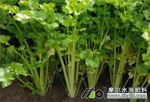 芹菜用哪個水沖肥 芹菜用哪個水沖肥