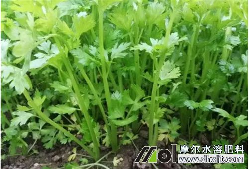 芹菜用哪個水沖肥 芹菜用哪個水沖肥