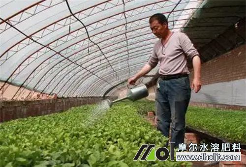 大棚蔬菜沖施追肥 大棚蔬菜沖施追肥