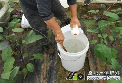 沖施肥怎么吸收好 沖施肥怎么吸收好