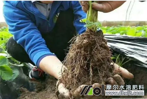 生根沖施肥選擇 生根沖施肥選擇