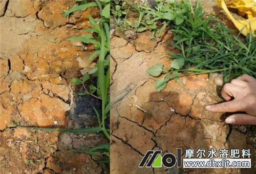 土壤板結(jié)原因 土壤板結(jié)原因