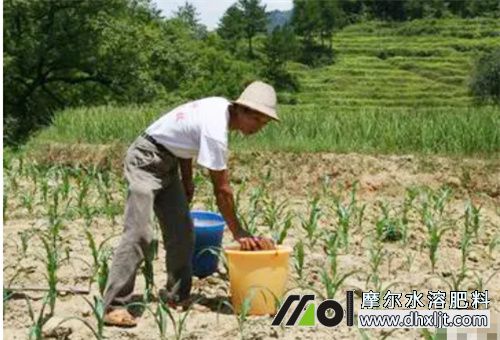 沖施肥選擇 沖施肥選擇
