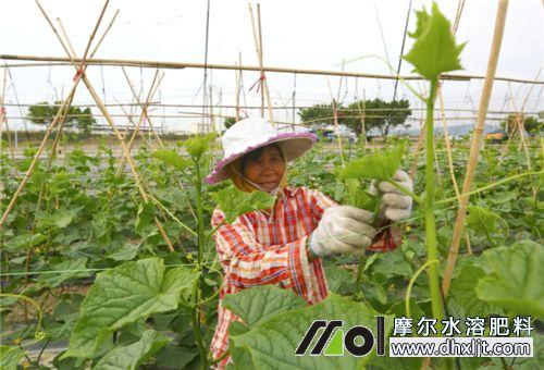 瓜菜沖施肥選擇 瓜菜沖施肥選擇