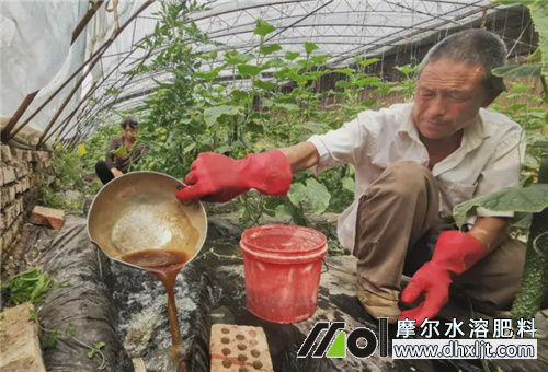 多施沖施肥好處 多施沖施肥好處