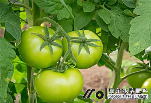 西紅柿多大沖施肥料 西紅柿多大沖施肥料