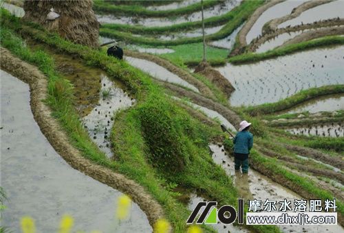 梯田施肥 梯田施肥